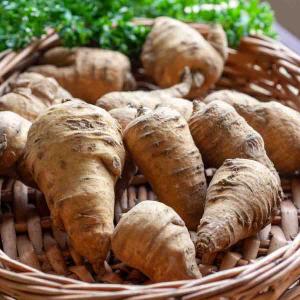 Cerfeuil Tubéreux - Légumes d'Autrefois